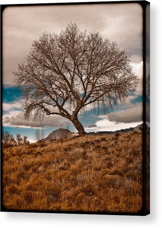 Tree Acrylic Print featuring the photograph Lone Tree by Mark Forte