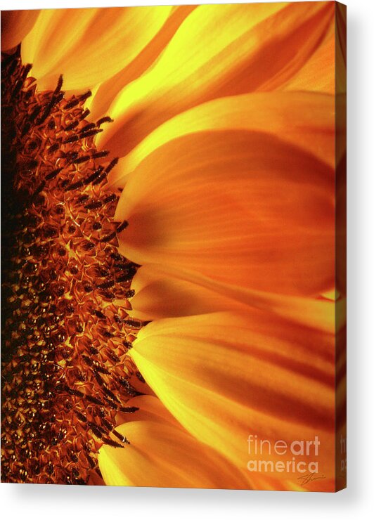 Sunflower Acrylic Print featuring the photograph A God Thing-1 by Shevon Johnson