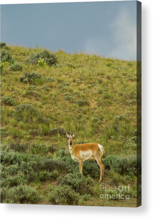 Antelope Acrylic Print featuring the photograph Antelope-Signed-#9562 by J L Woody Wooden