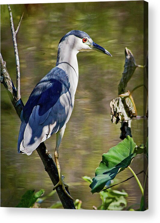 Adult Acrylic Print featuring the photograph Black-crowned Night Heron I by Dawn Currie