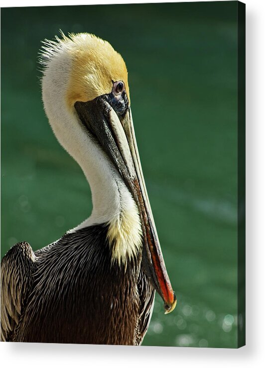 Alone Acrylic Print featuring the photograph Brown Pelican Portrait by Dawn Currie