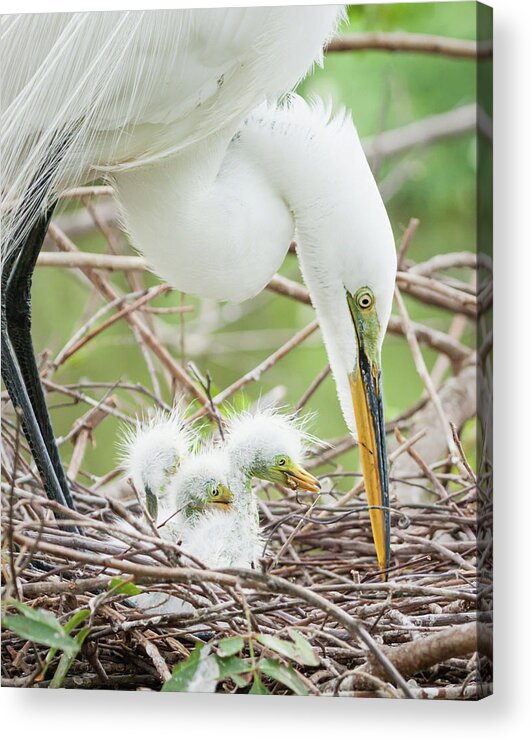 Ardea Alba Acrylic Print featuring the photograph Caring for Triplets II by Dawn Currie