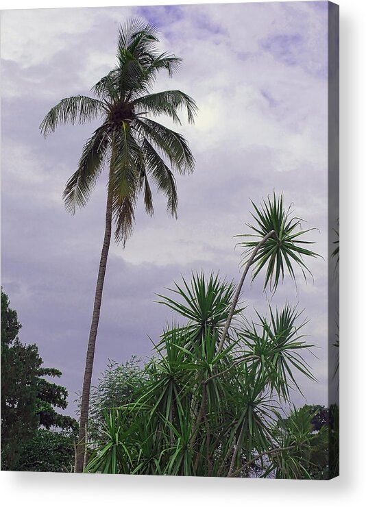  Tree Acrylic Print featuring the photograph Haiti Where Are All The Trees by M Three Photos