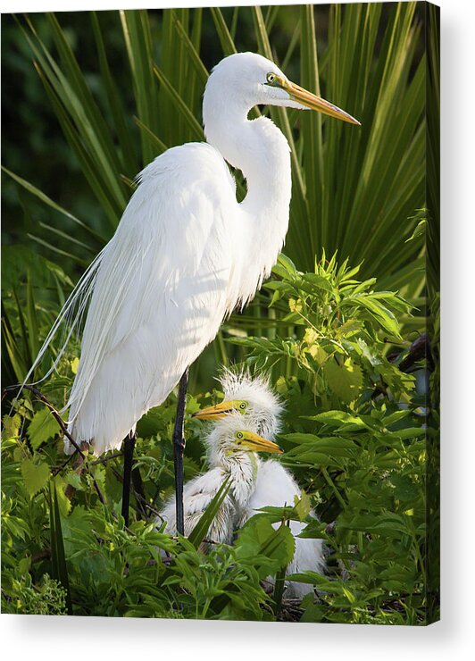 Ardea Alba Acrylic Print featuring the photograph In the Nest by Dawn Currie