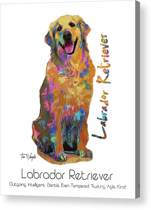 Labrador Acrylic Print featuring the digital art Labrador Retriever Pop Art by Tim Wemple