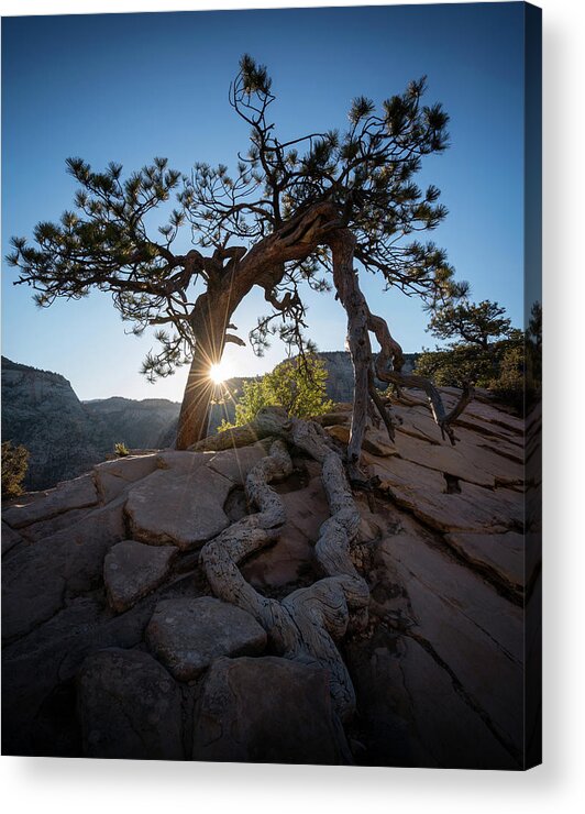 Zion National Park Acrylic Print featuring the photograph Lone Tree in Zion National Park by James Udall