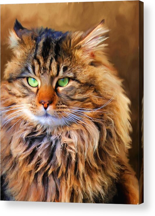 Maine Coon Acrylic Print featuring the painting Maine Coon Cat by Jai Johnson
