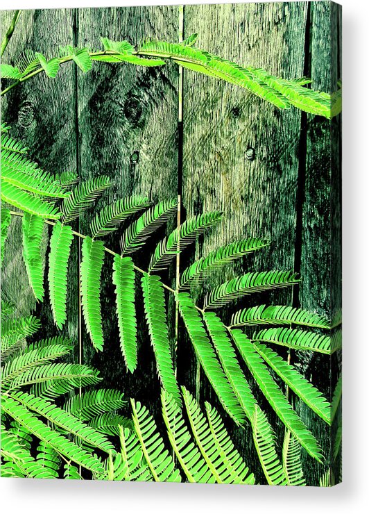 Leaves Acrylic Print featuring the photograph Mimosa Tree II by Tony Grider