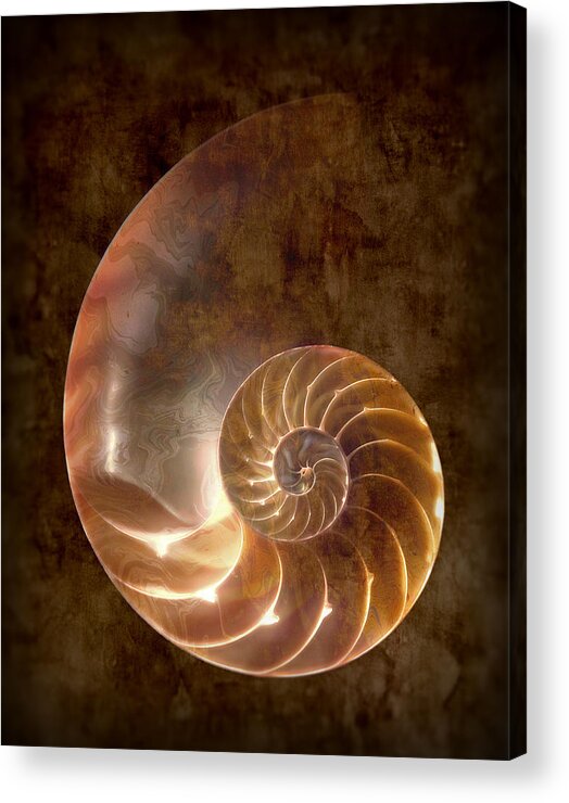 Nautilus Acrylic Print featuring the photograph Nautilus by Tom Mc Nemar