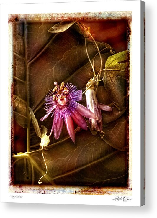 Orchids Acrylic Print featuring the photograph Nightshade by Linda Olsen