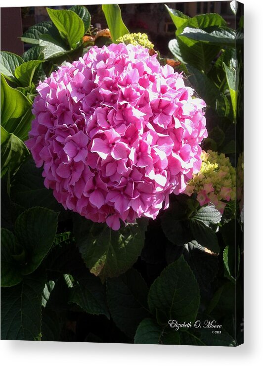 Pretty Acrylic Print featuring the photograph Pink Hydrange by Elizabeth Moore