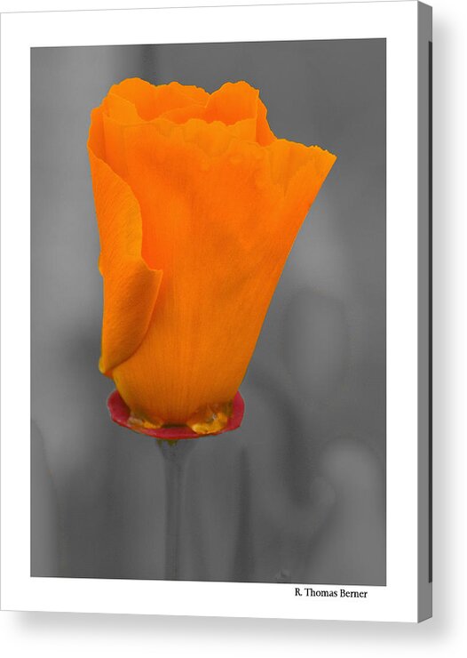  Acrylic Print featuring the photograph Poppy in Tasmania by R Thomas Berner