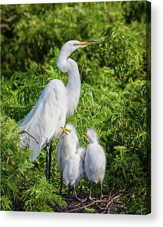 Ardea Alba Acrylic Print featuring the photograph Proud Momma by Dawn Currie