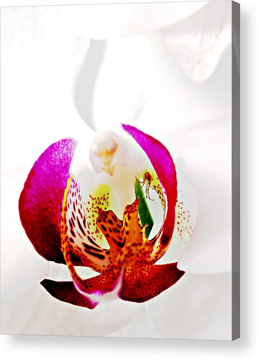 Orchid Acrylic Print featuring the photograph Spider in Orchid- St Lucia by Chester Williams
