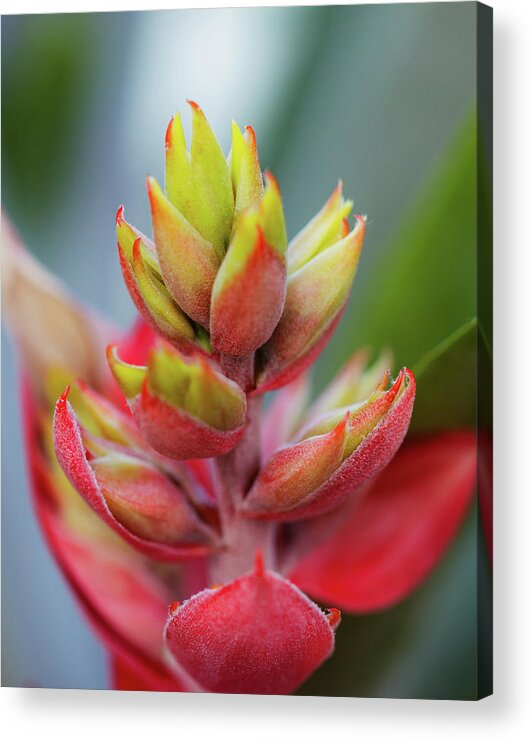 Tropical Acrylic Print featuring the photograph Topical_4287 by Pamela S Eaton-Ford
