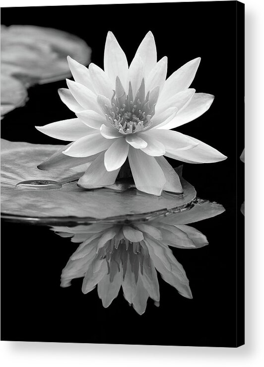 Beautiful Acrylic Print featuring the photograph Water Lily Reflections I by Dawn Currie