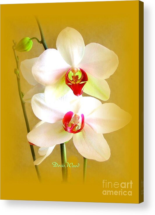 Orchid Photographs Acrylic Print featuring the photograph White Orchids by Doris Wood