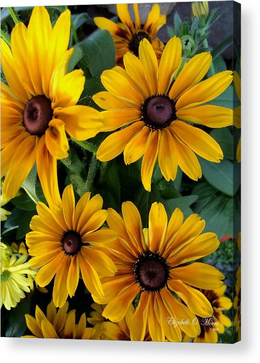 Yellow Acrylic Print featuring the photograph Yellow Daisies by Elizabeth Moore