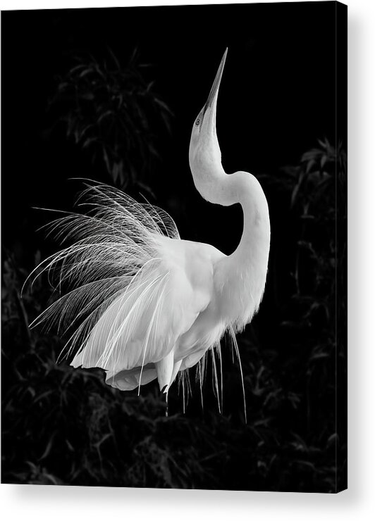 Ardea Alba Acrylic Print featuring the photograph Great Egret Mating Display by Dawn Currie