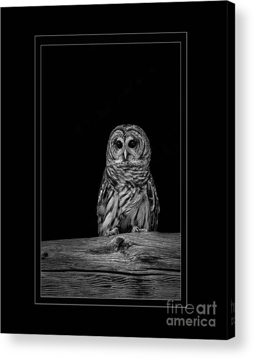 Owl Acrylic Print featuring the photograph On the Watch by Laurinda Bowling