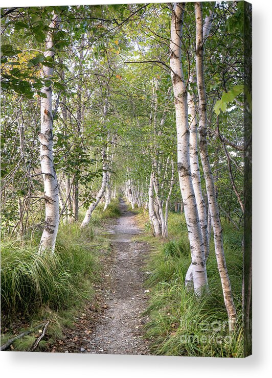 Acadia Acrylic Print featuring the photograph Sieur De Mont Springs Birch Path by Benjamin Williamson