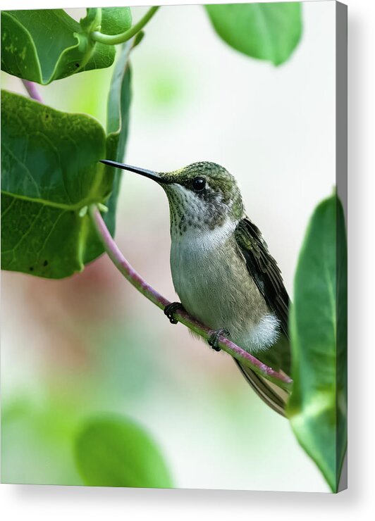 Hummingbird Acrylic Print featuring the photograph Hummingbird #21 by Jeffrey PERKINS