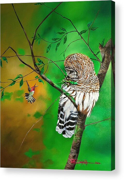 Birds Acrylic Print featuring the painting Barred Owl and Anna's hummingbird by Dana Newman
