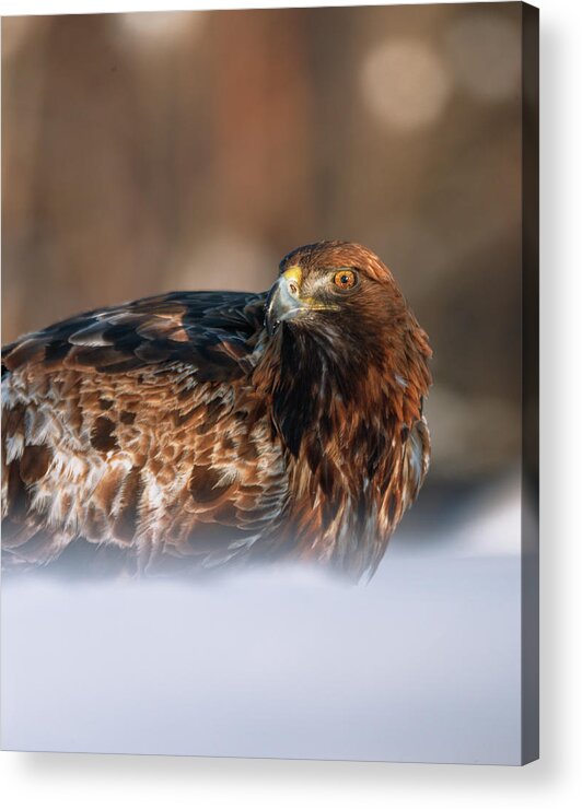 Sweden Acrylic Print featuring the photograph Eagle eye - portrait orientation by Murray Rudd
