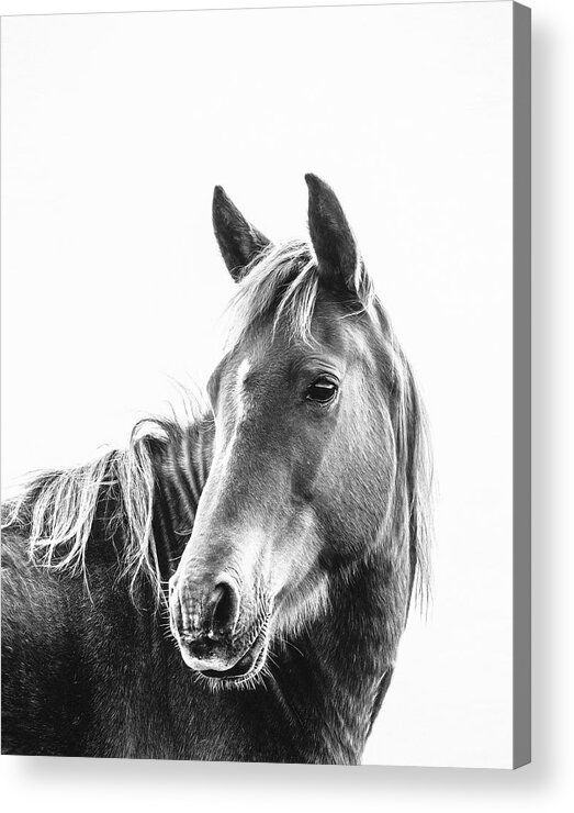Photographs Acrylic Print featuring the photograph Gibson - Horse Art by Lisa Saint