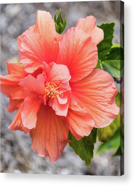 Hibiscus Acrylic Print featuring the photograph Orange Double Hibiscus by Dawn Currie