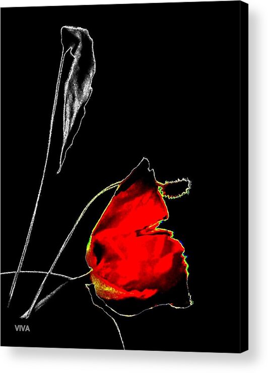 Red Acrylic Print featuring the photograph RED ROSE - selective-color by VIVA Anderson