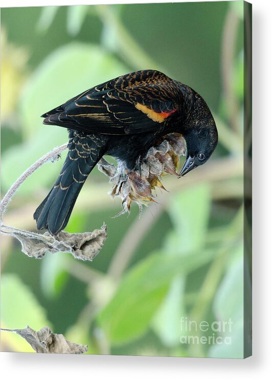 Red-winged Blackbird Acrylic Print featuring the photograph Red-Winged Blackbird by Kristine Anderson