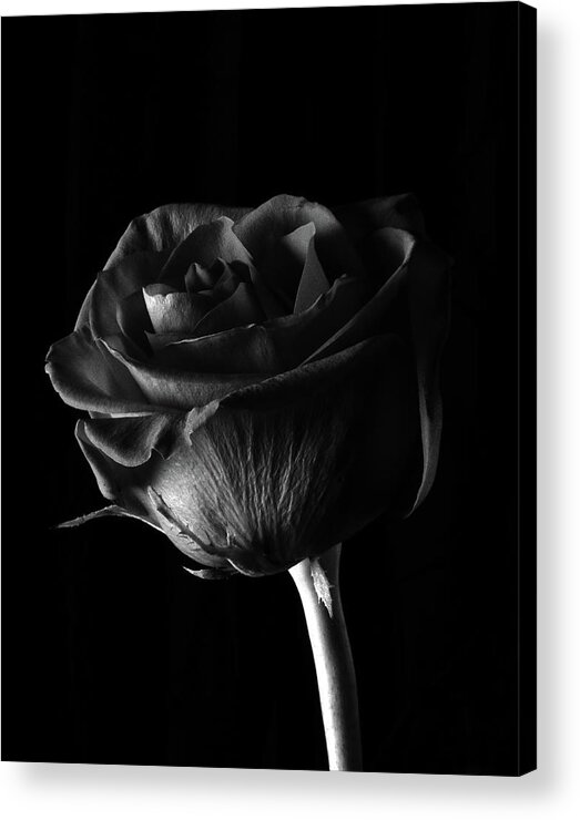  Acrylic Print featuring the photograph Rose #3, January 2017 by Robert Hopkins