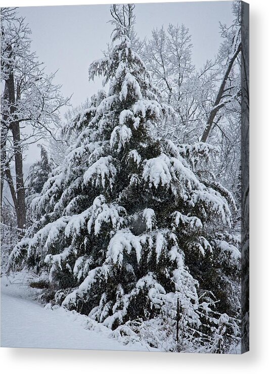 Snow Acrylic Print featuring the photograph Under The Weight of the Weather by Ronald Lutz