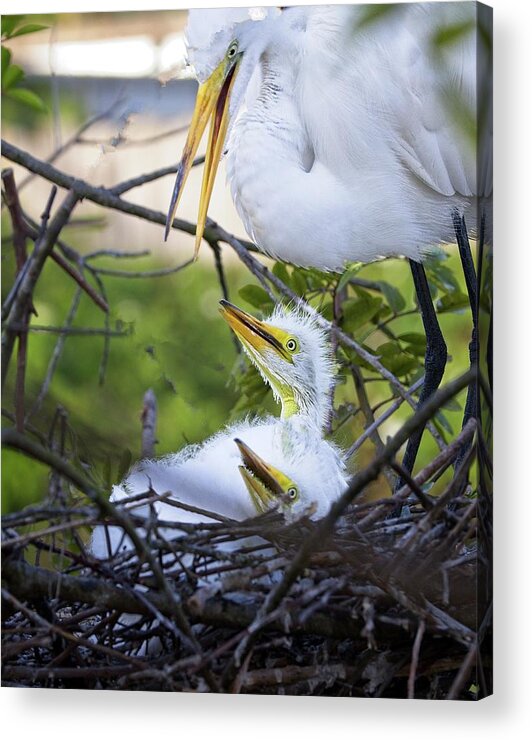 Great Acrylic Print featuring the photograph Where Is My Lunch by Ronald Lutz