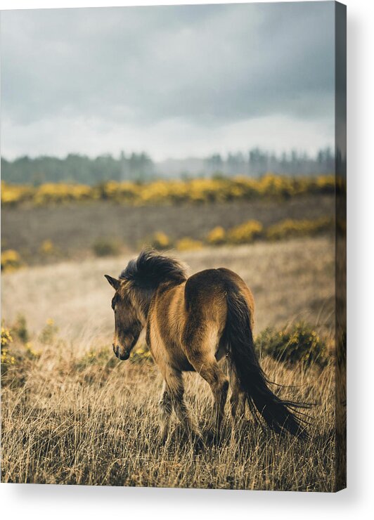Photographs Acrylic Print featuring the photograph Wild - Horse Art by Lisa Saint