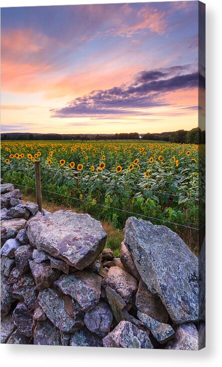 Sunflowers Acrylic Print featuring the photograph Sunflower Sunset #8 by Bryan Bzdula