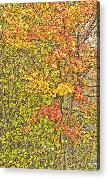Fall Foliage Acrylic Print featuring the photograph Adirondack Autumn Leaves by Alan Tonnesen