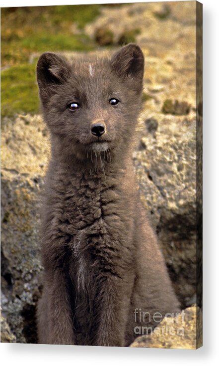 North America Acrylic Print featuring the photograph Arctic Fox Pup Alaska Wildlife by Dave Welling