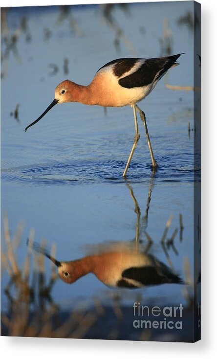 Landscapes Acrylic Print featuring the photograph Avocet Mirror by John F Tsumas