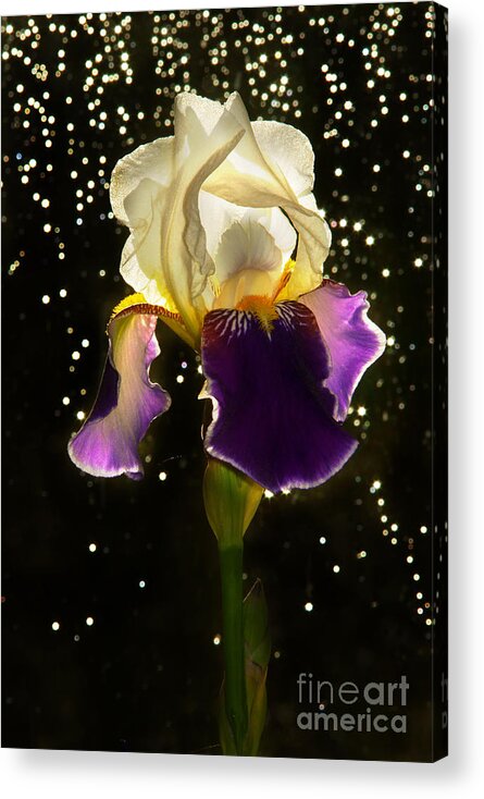Iris Acrylic Print featuring the photograph Ballerina by Loni Collins