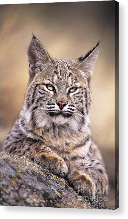 Bobcat Acrylic Print featuring the photograph Bobcat Cub Portrait Montana Wildlife by Dave Welling