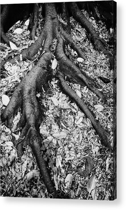 Roots Acrylic Print featuring the photograph Strong Roots by Darko Ivancevic