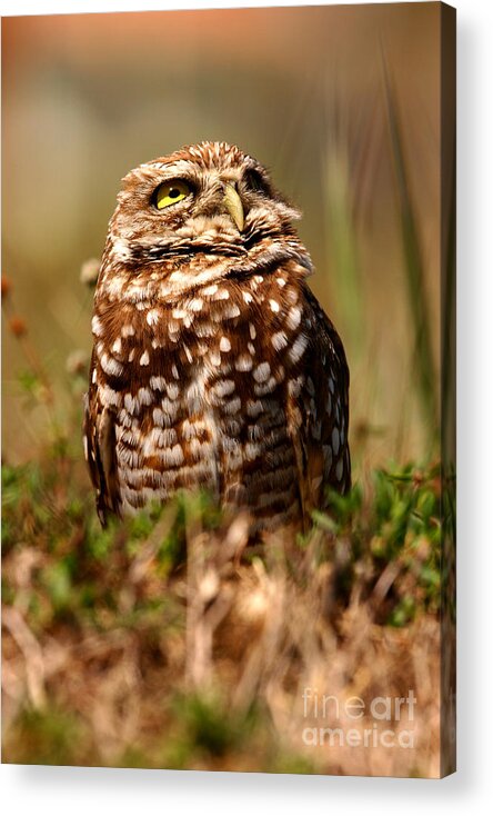 Landscapes Acrylic Print featuring the photograph Burrowing Owl Sky by John F Tsumas