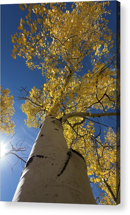 Tree Acrylic Print featuring the photograph Fall Tree by David Yack