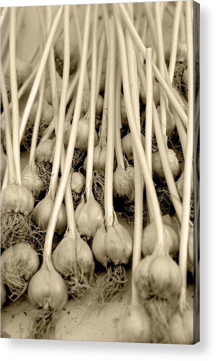 Garlics Acrylic Print featuring the photograph Garlic by Matthew Pace