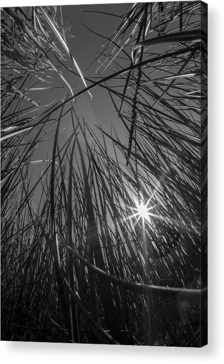 Grass Acrylic Print featuring the photograph Grass Forest by Luca Diana