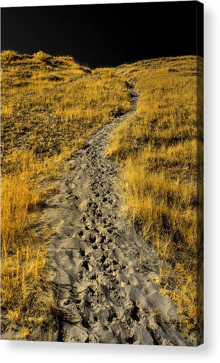 Michigan Acrylic Print featuring the photograph Hidden Beach Dune Path by Jamieson Brown