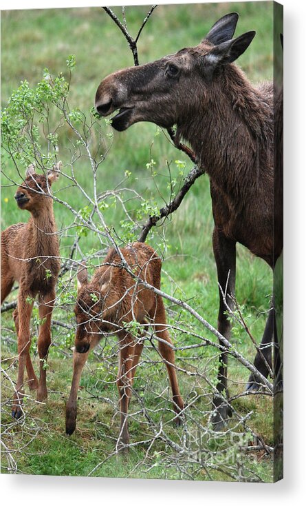 Moose Acrylic Print featuring the photograph Moose cow with twin calves by Phil Banks