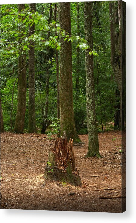 Landscapes Acrylic Print featuring the photograph Pine Stump by Matthew Pace